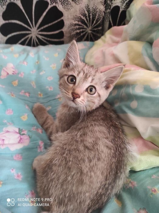 Отдам котят в хорошие руки