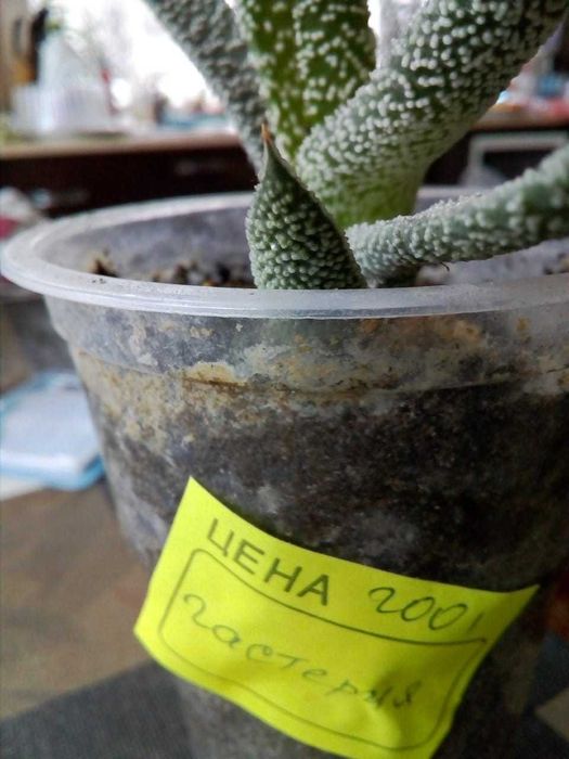 Цветы разные комнатные