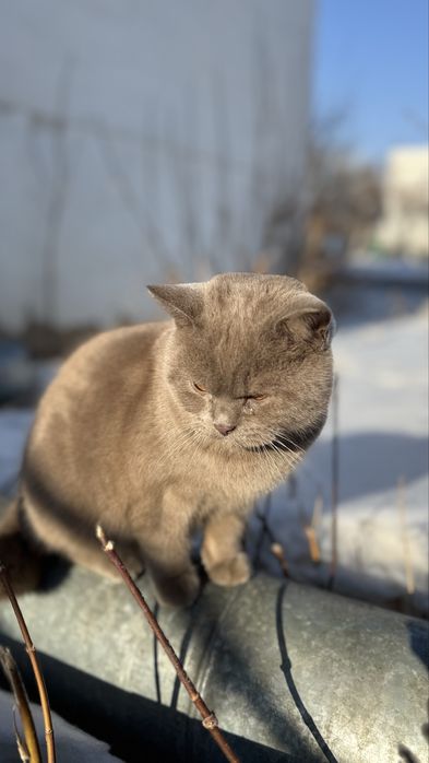 Отдам кота, ищу дом для кота