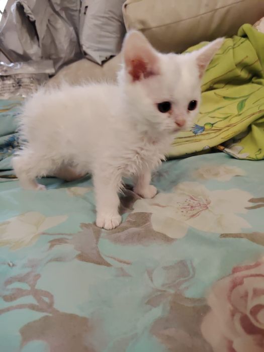 Селкирк рекс кудрявые котята