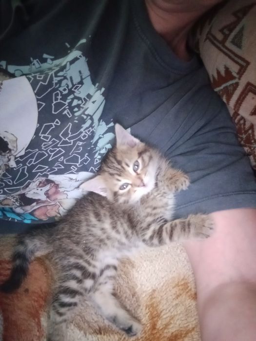 Отдам котенка в дар