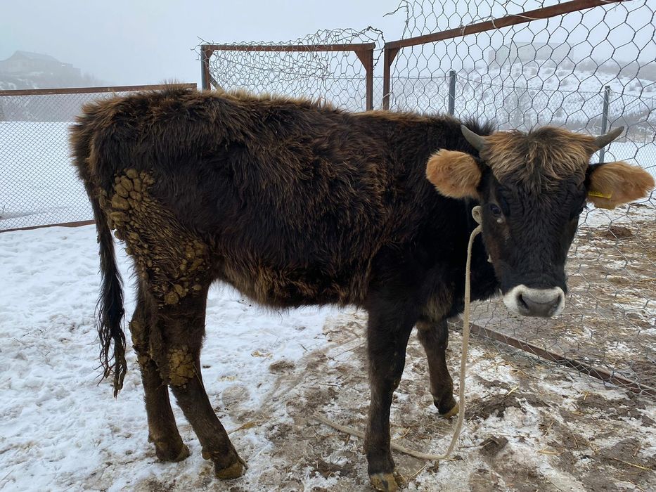 Тёлка алатауская