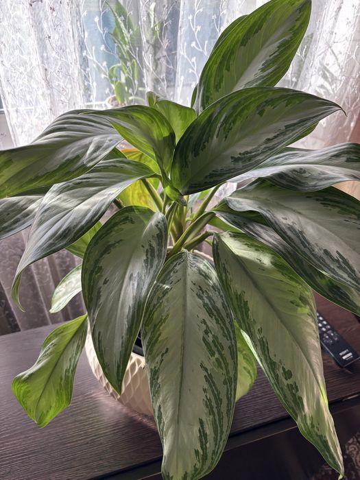 Аглаонема Сильвер Бэй