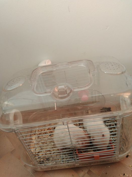 Хомячки с клеткой