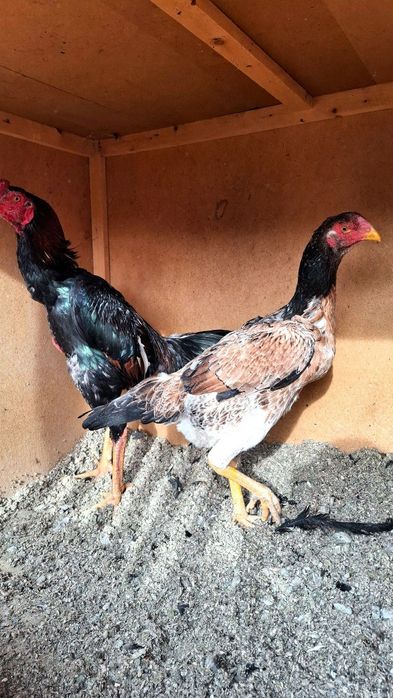 Jo'ja tovuq sotiladi