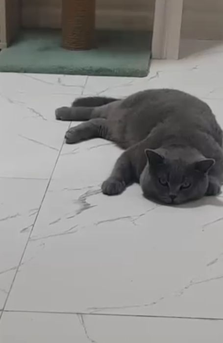 Взяка кота с родословной, привит опытны