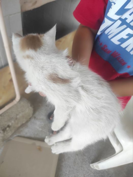 Котята кошки mushikchalar mushik mushikvoy