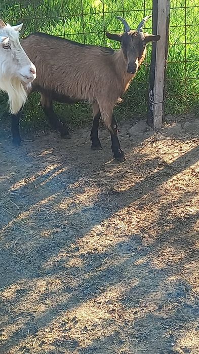 Vând capre cu iezi sau fara iezi