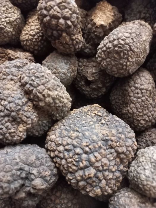 пресни трюфели от България 8€