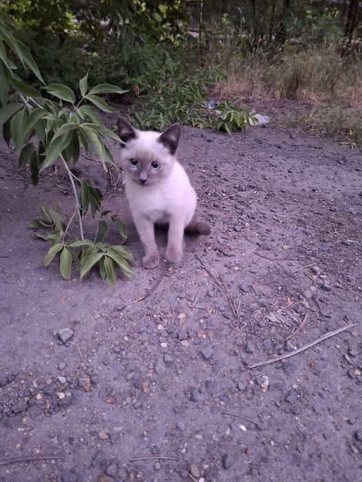 Отдам  красивых котят