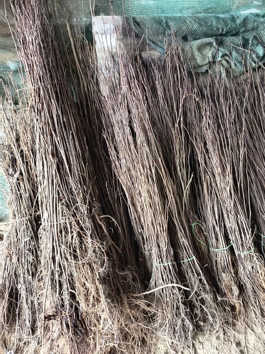 Puteți salcam bard molid fag