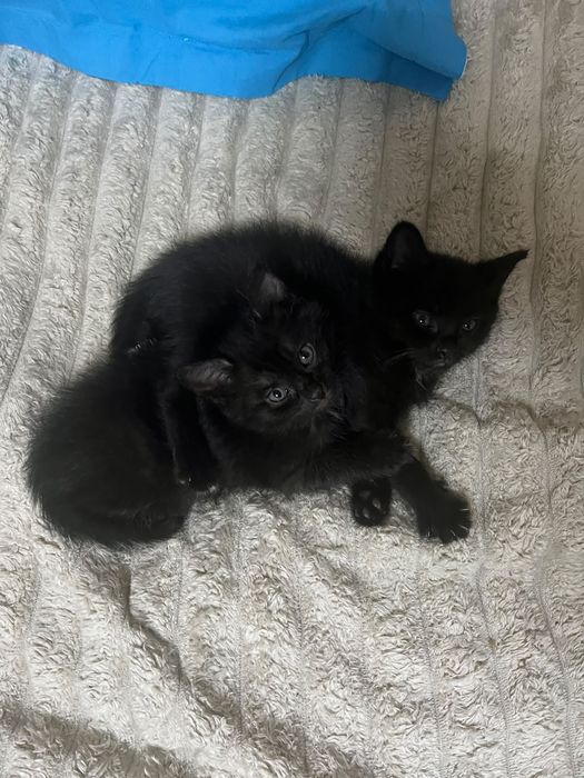 Отдам котят в добрые руки