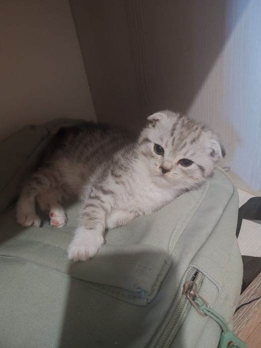 Вислоухие котята