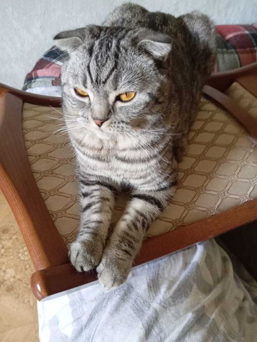 Кошка шотландец вислоухий