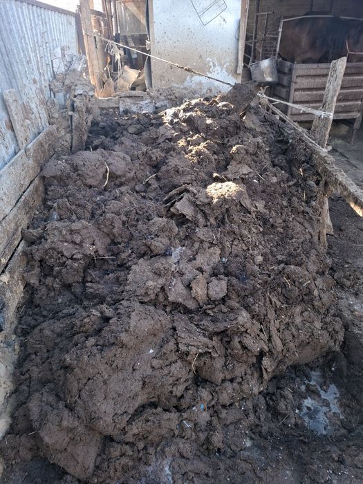 Кон тегин.навоз.