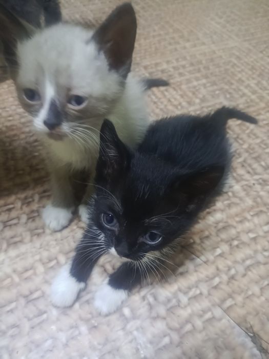 Отдам котят игривые