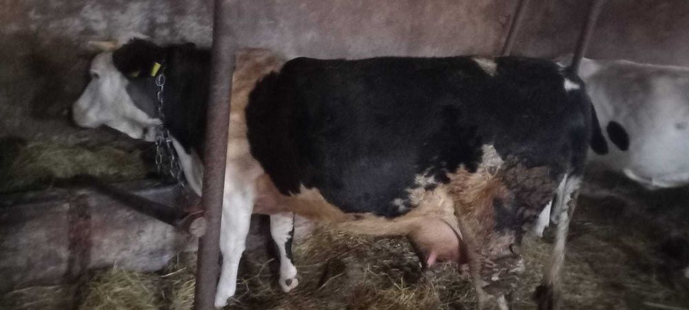 Vând vacă la prima fătare și tăuraș Angus !