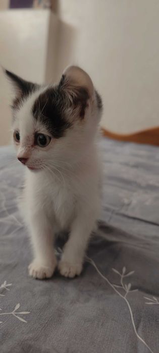 Отдам котенка мальчика