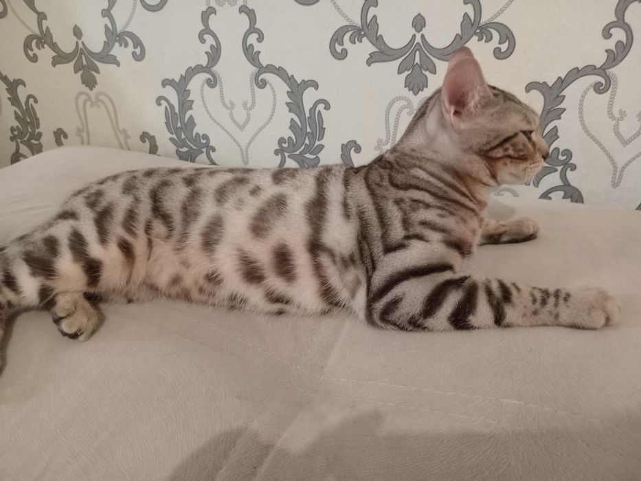 Бенгал на вязку!