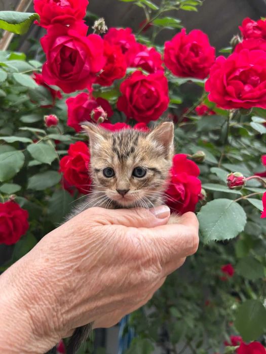 Отдам котят (девочек) в хорошие руки