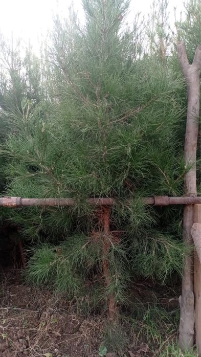 елка, сосна ель…