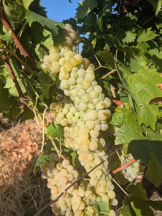 Vând struguri de vin cu transport gratuit