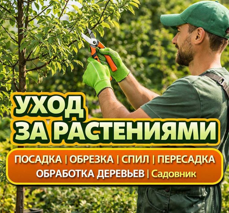 Посадке деревьев