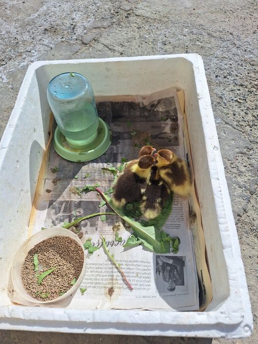 Утки, индоутки, утята