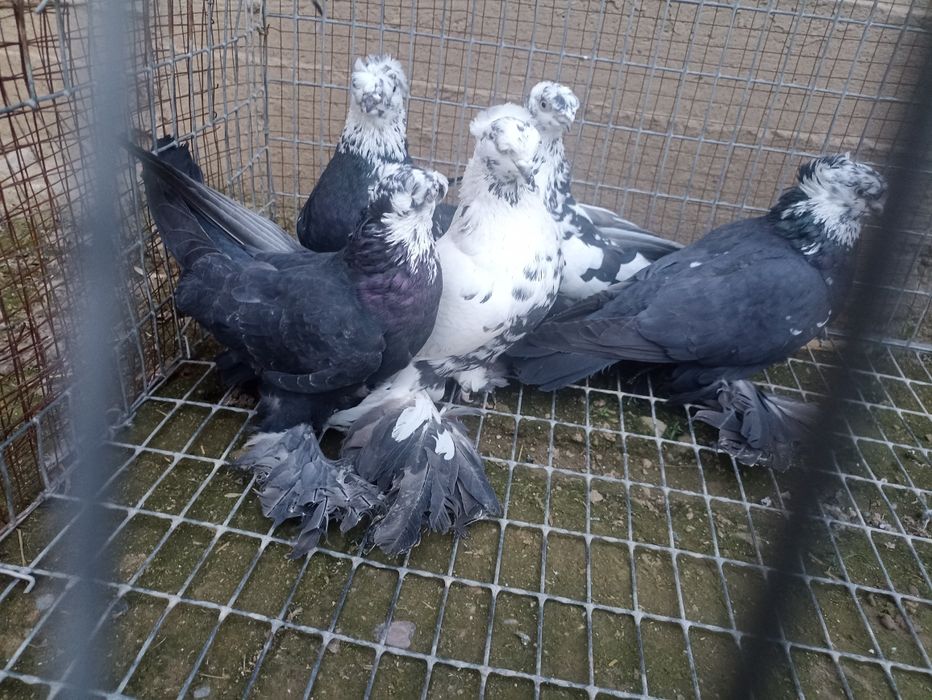 Продаются голубки сочихи