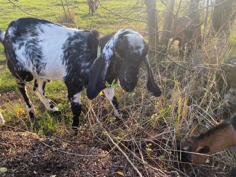 Tap de vânzare  10 luni