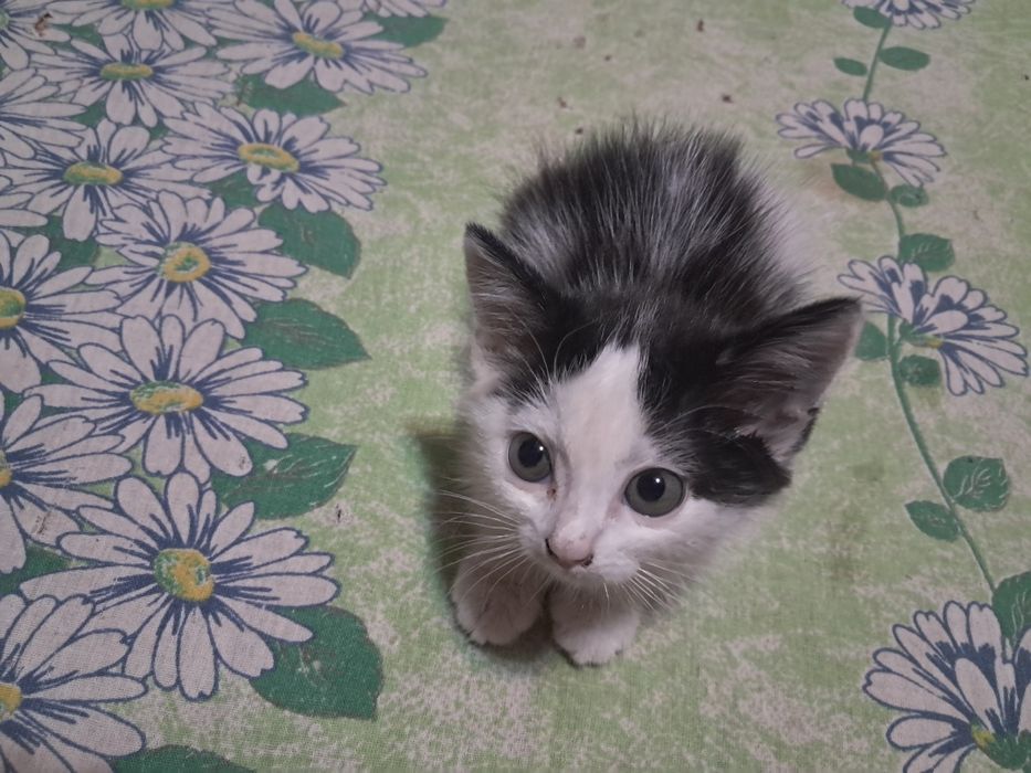 Отдам котёнка девочку в добрые руки