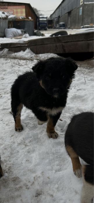 Ищем дом щенятам