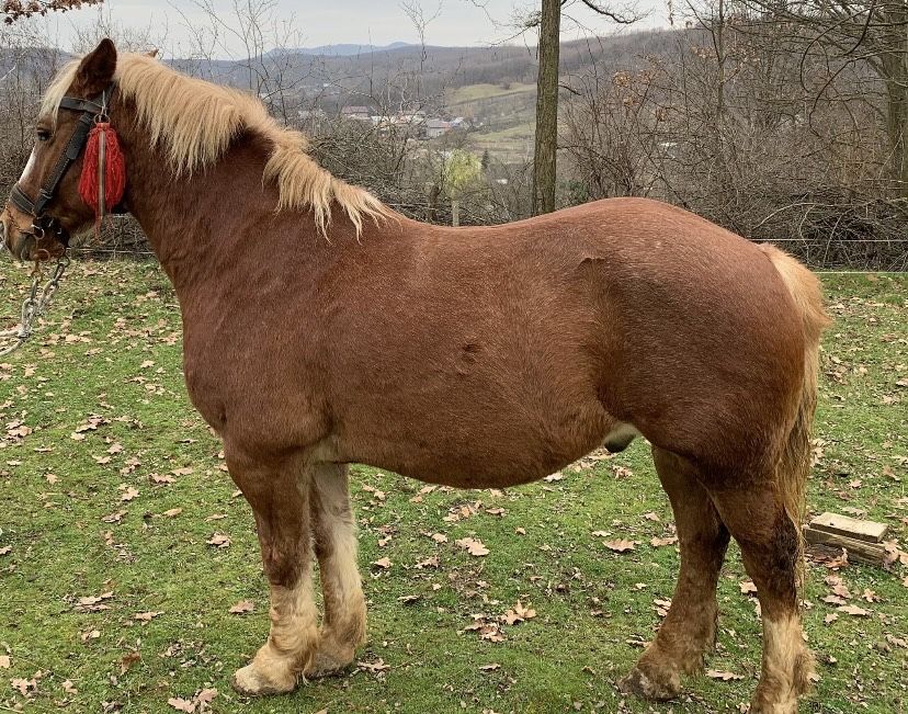 Vând cal bughea de jos