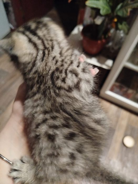 Милые котята ищут милых хозяев