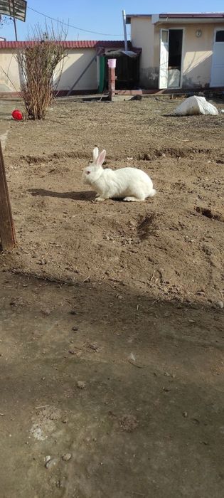 куён, кролик, зайцы, quyon