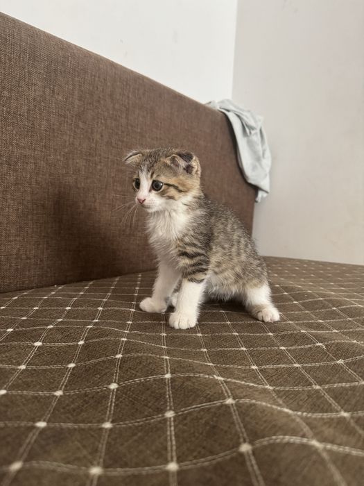 Продам срочно котенка