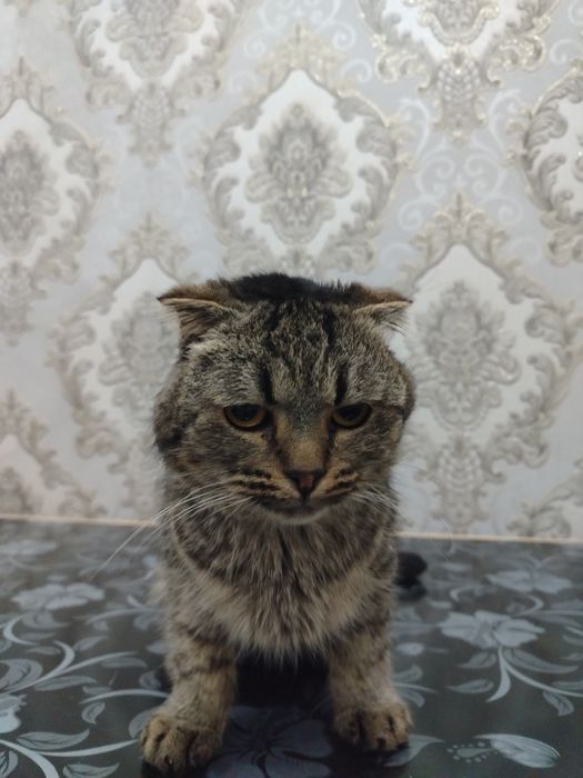 Muwuk sotilad ismi TOMY