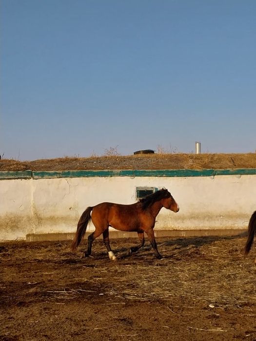 Айғыр сатылады 6 жасар