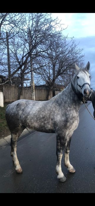 Iapa sura disponibila