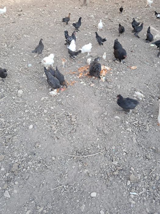 продается куры петухи
