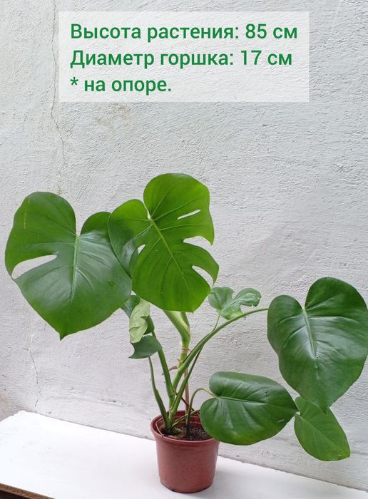 Монстера деликатесная (Monstera Deliciosa). Цветы для дома и офиса.