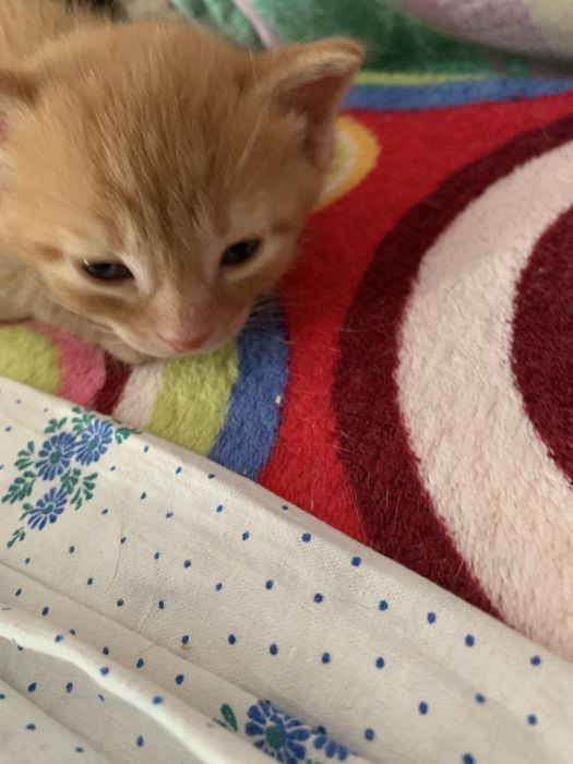 Котята 8 недель рыженькие.