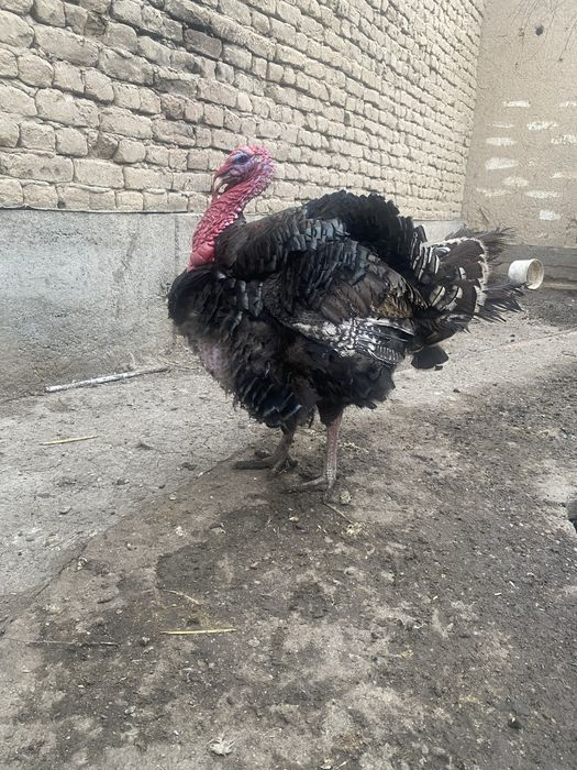 Продам индюка бронза