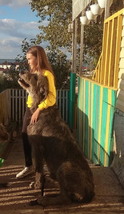 Самая большая собака. Ирландский волкодав.