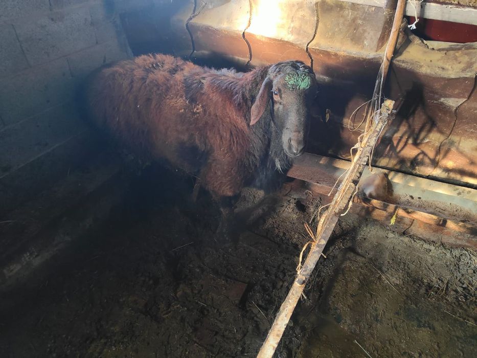 Қошқар сатылады семіз