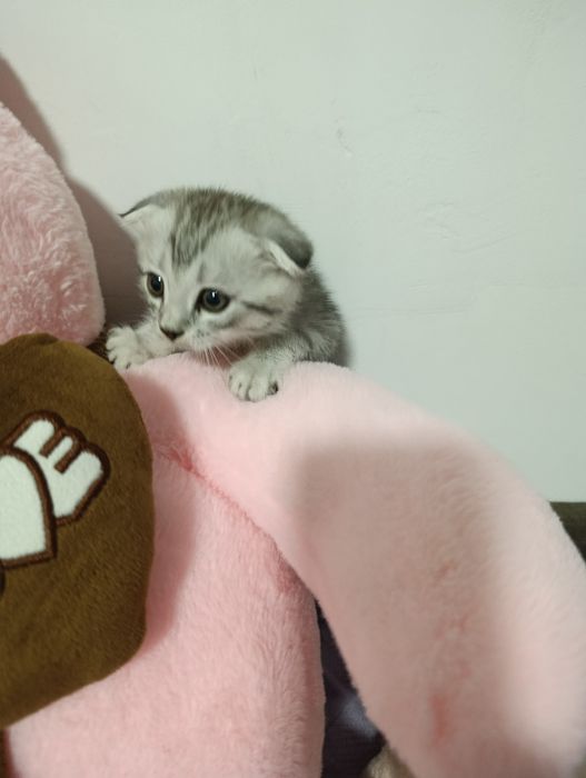 Вислоухие котята