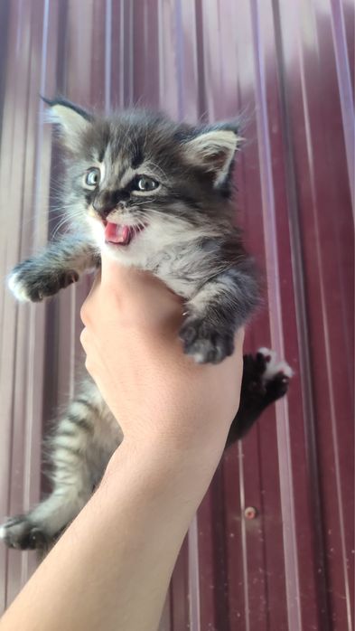 Котята бесплатно