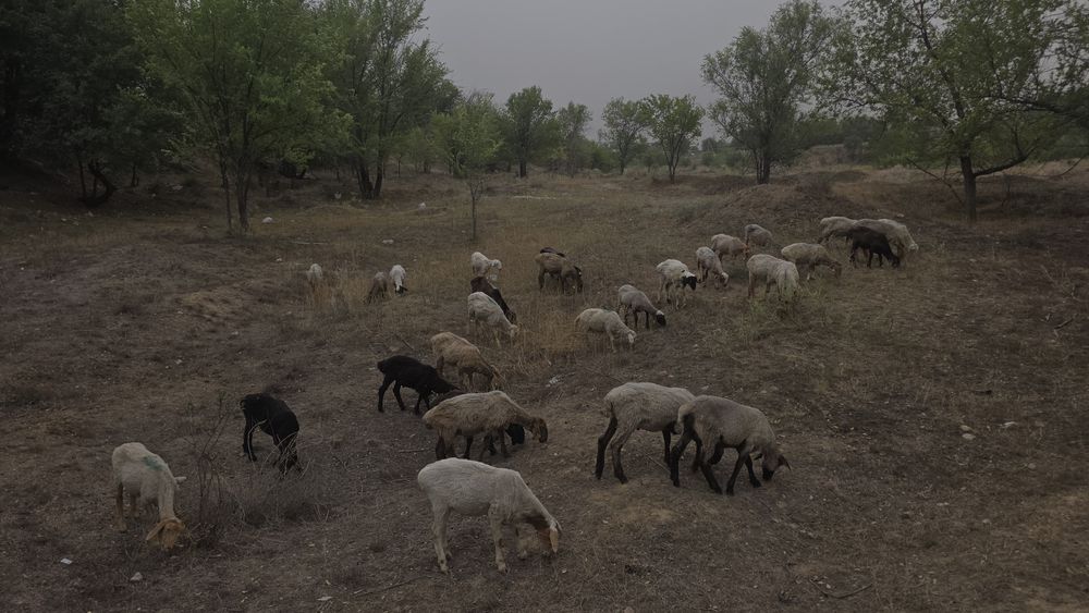 Тоқтылар сатылад