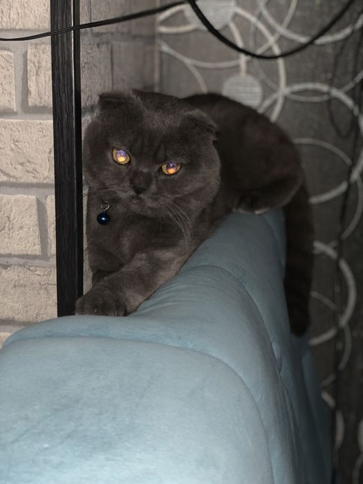 Скоттиш фолд, Scottish Fold