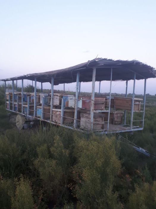 Asal ari oilasi va asal ari prisepti sotiladi